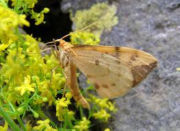 Attēlu rezultāti vaicājumam “Eulithis pyraliata”