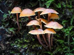 Attēlu rezultāti vaicājumam “Xeromphalina campanella”