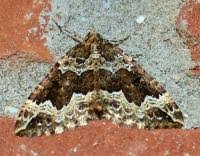 Attēlu rezultāti vaicājumam “Lampropteryx suffumata”