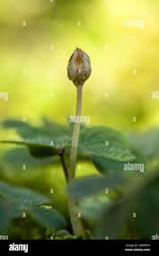 Attēlu rezultāti vaicājumam “Oxalis acetosella fruit”