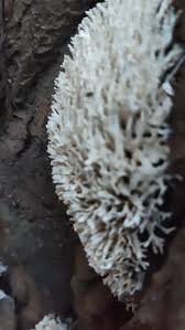 Attēlu rezultāti vaicājumam “Ramariopsis kunzei”