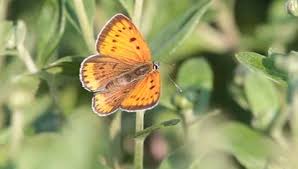 Attēlu rezultāti vaicājumam “Lycaena dispar female”