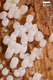 Attēlu rezultāti vaicājumam “Henningsomyces candidus”