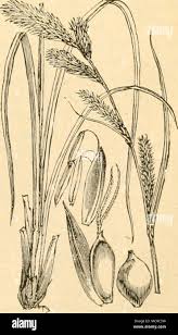 Attēlu rezultāti vaicājumam “Carex acuta”