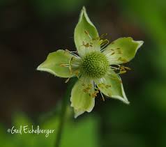Attēlu rezultāti vaicājumam “Anemone sylvestris bud”