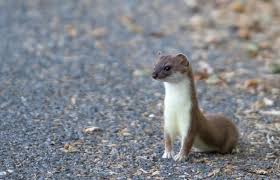 Attēlu rezultāti vaicājumam “Mustela erminea”