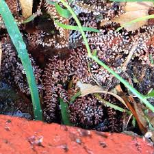 Attēlu rezultāti vaicājumam “Licea pusilla spores”