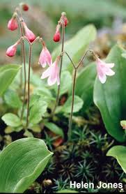 Attēlu rezultāti vaicājumam “Linnaea borealis fruit”
