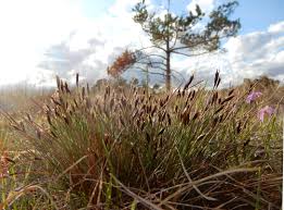 Attēlu rezultāti vaicājumam “Schoenus ferrugineus”