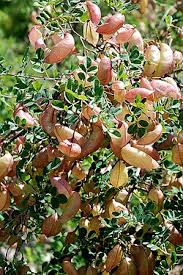 Image result for Colutea x media (arborescens x orientalis)