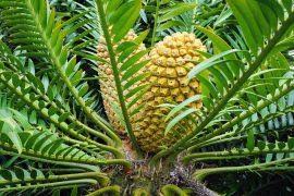 Image result for Alyssum diffusum