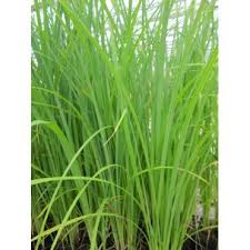 Attēlu rezultāti vaicājumam “Carex acuta”