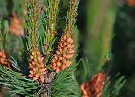 Attēlu rezultāti vaicājumam “Pinus mugo male flower”