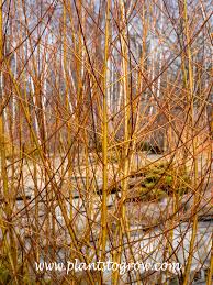 Attēlu rezultāti vaicājumam “Salix alba var. alba”