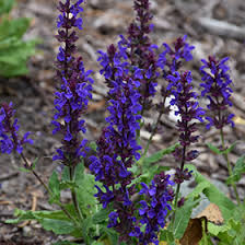 Attēlu rezultāti vaicājumam “Salvia nemorosa flower”