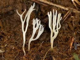 Attēlu rezultāti vaicājumam “Ramariopsis kunzei”