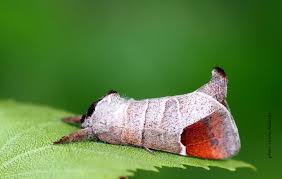Attēlu rezultāti vaicājumam “Clostera curtula”