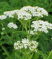Attēlu rezultāti vaicājumam “Achillea millefolium flower”