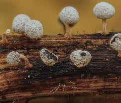 Attēlu rezultāti vaicājumam “Cribraria argillacea spores”