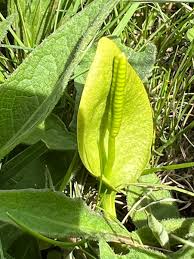 Attēlu rezultāti vaicājumam “Ophioglossum vulgatum”
