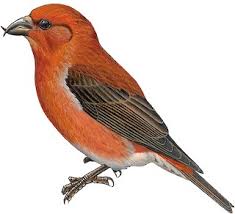 Image result for Loxia curvirostra