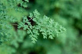Attēlu rezultāti vaicājumam “Thalictrum minus leaf”