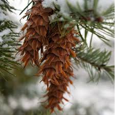 Attēlu rezultāti vaicājumam “Pseudotsuga menziesii fruit”