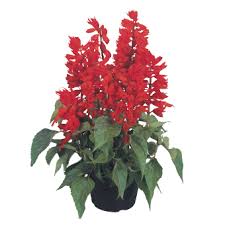 Image result for Salvia splendens