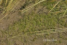 Attēlu rezultāti vaicājumam “Subularia aquatica”