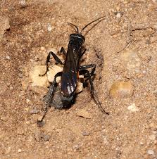 Attēlu rezultāti vaicājumam “Anoplius viaticus”