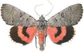 Attēlu rezultāti vaicājumam “Catocala pacta”