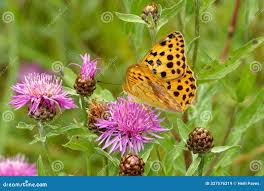 Attēlu rezultāti vaicājumam “Argynnis laodice”