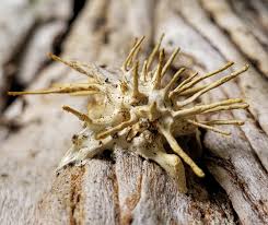 Attēlu rezultāti vaicājumam “Akanthomyces aculeatus”