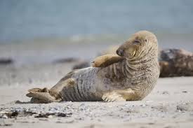 Image result for Halichoerus grypus