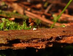 Attēlu rezultāti vaicājumam “Cribraria purpurea macro”