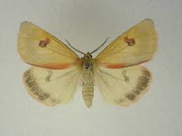 Attēlu rezultāti vaicājumam “Diacrisia sannio female”