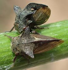 Attēlu rezultāti vaicājumam “Centrotus cornutus”