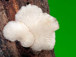 Attēlu rezultāti vaicājumam “Crepidotus versutus”