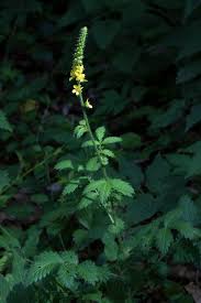 Image result for Agrimonia eupatoria