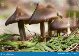 Attēlu rezultāti vaicājumam “Entoloma vernum”