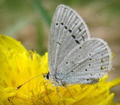 Attēlu rezultāti vaicājumam “Everes argiades”