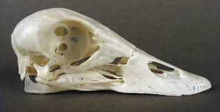 Attēlu rezultāti vaicājumam “Bucephala clangula”