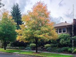 Attēlu rezultāti vaicājumam “Cercidiphyllum japonicum”