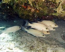 Image result for Lutjanus griseus