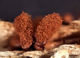 Attēlu rezultāti vaicājumam “Arcyria incarnata”