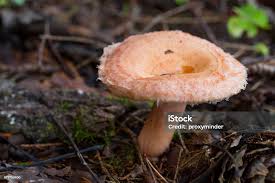 Attēlu rezultāti vaicājumam “Lactarius torminosus”