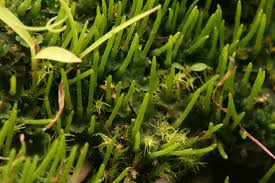 Attēlu rezultāti vaicājumam “Phaeoceros laevis subsp. carolinianus”