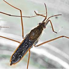 Attēlu rezultāti vaicājumam “Gerridae imago”