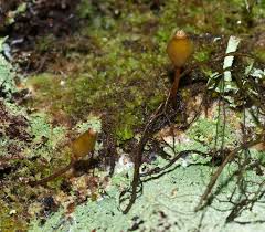 Attēlu rezultāti vaicājumam “Buxbaumia aphylla sporophyte”