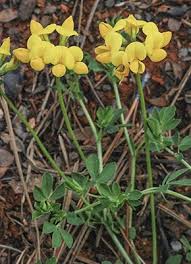 Attēlu rezultāti vaicājumam “Lotus corniculatus flower”